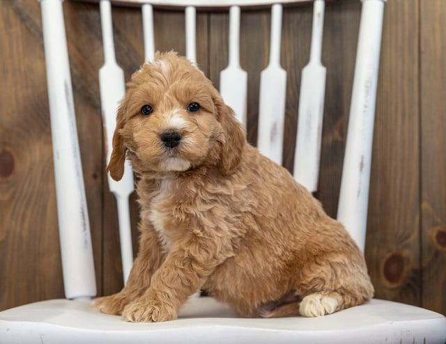 Butters is an F1 Goldendoodle for sale in Iowa.