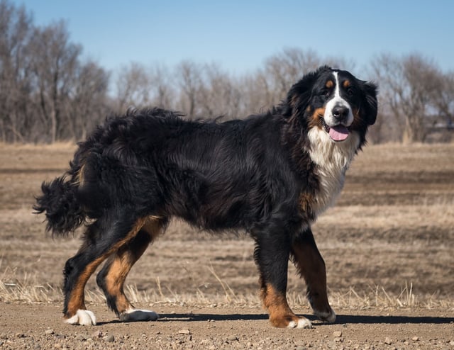 Sasha is an  Bernese Mountain Dog and a mother here at Poodles 2 Doodles - Best Sheepadoodle and Goldendoodle Breeder in Iowa