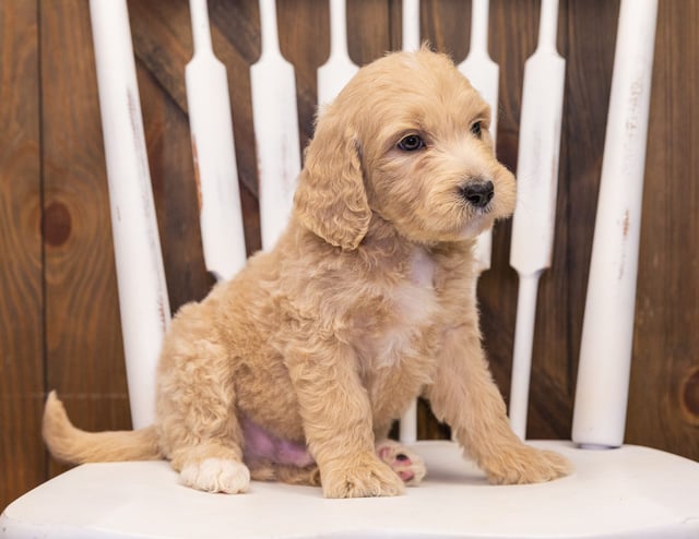 A picture of a Skip, one of our Standard Goldendoodles puppies that went to their home in Nebraska