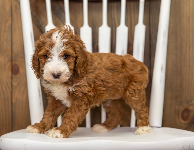 Farah is an F1B Goldendoodle that should have  and is currently living in Nebraska