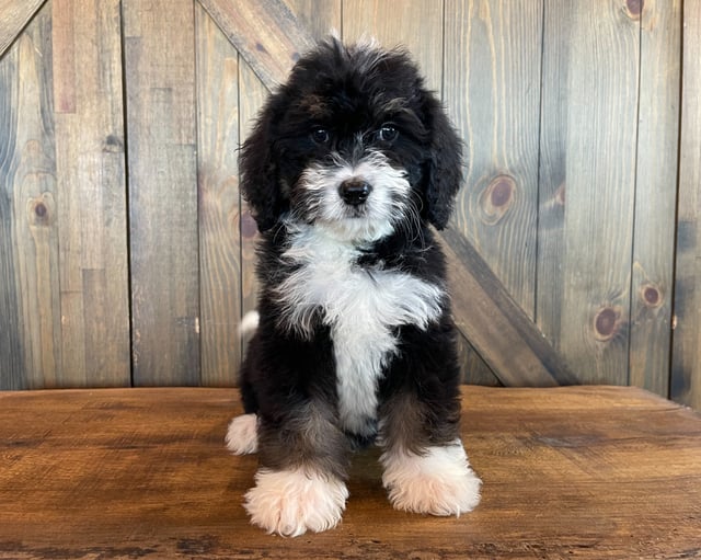A picture of a Xeno, one of our Standard Bernedoodles puppies that went to their home in Iowa 