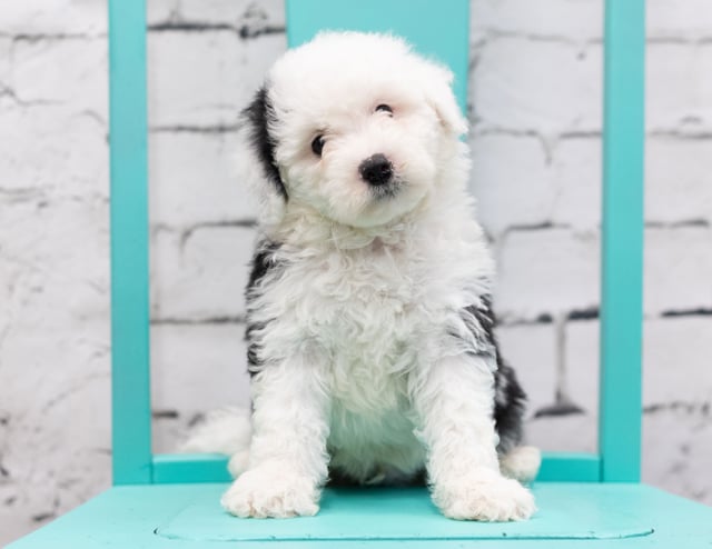 A picture of a Sully, one of our Mini Sheepadoodles puppies that went to their home in Iowa