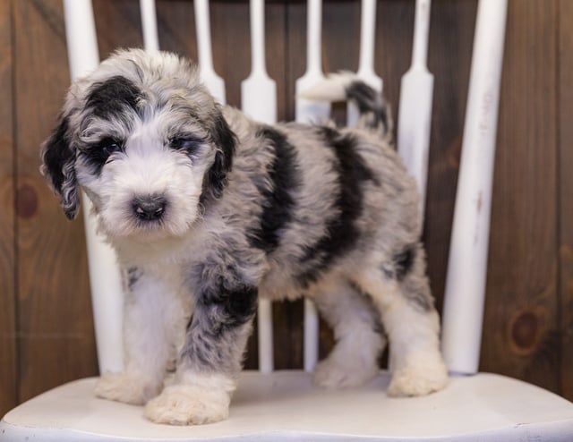 Baldo is an F1 Sheepadoodle that should have  and is currently living in Tennessee