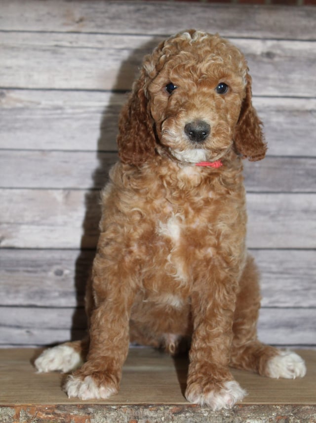 A picture of a Maverick, one of our Mini Irish Goldendoodles puppies that went to their home in Virginia