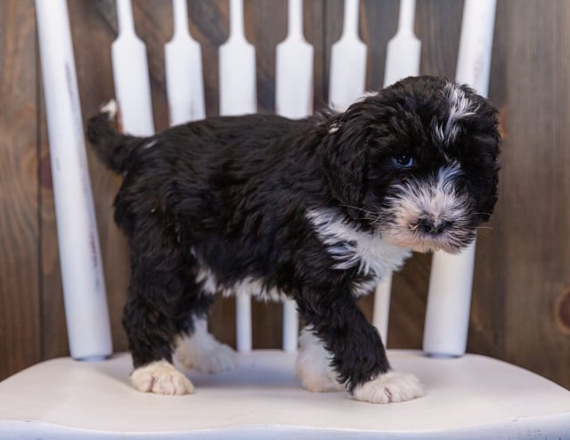 A picture of a Ursula, one of our Standard Sheepadoodles puppies that went to their home in Massachusetts 