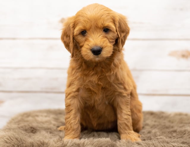 A picture of a Orga, one of our Mini Goldendoodles puppies that went to their home in Iowa