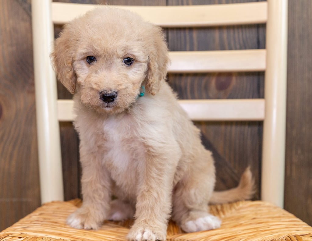 Quixi is an F1 Goldendoodle that should have  and is currently living in Iowa