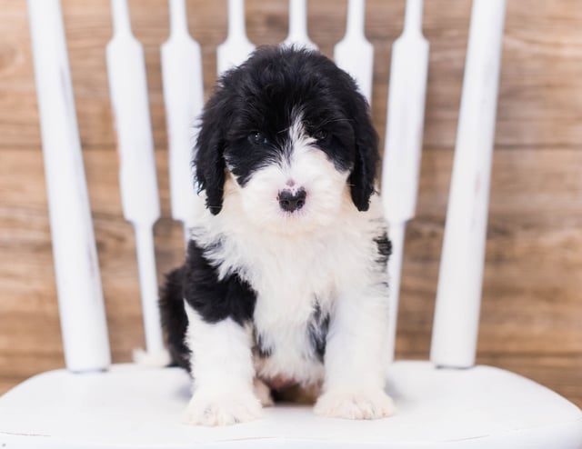 A picture of a Yamie, one of our Standard Sheepadoodles puppies that went to their home in Illinois