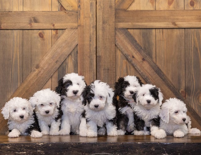 A litter of Mini Sheepadoodles raised in Iowa by Poodles 2 Doodles