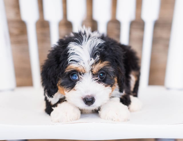 Wanny came from Wanny and Grimm's litter of F1 Bernedoodles