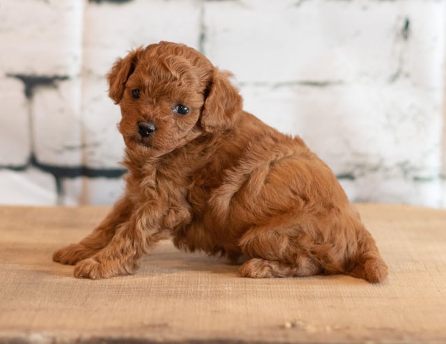 Another great picture of Quen, a Cavapoos puppy
