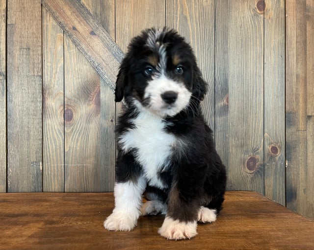 A picture of a Zuma, one of our Standard Bernedoodles puppies that went to their home in Iowa