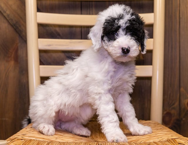 A litter of Mini Sheepadoodles raised in Iowa by Poodles 2 Doodles