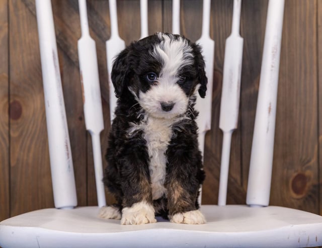 Ike is an F1 Bernedoodle for sale in Iowa.