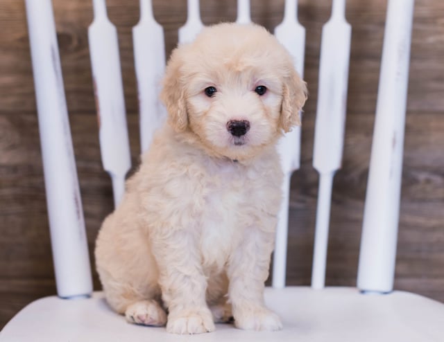 A picture of a Vander, one of our Mini Goldendoodles puppies that went to their home in Illinois