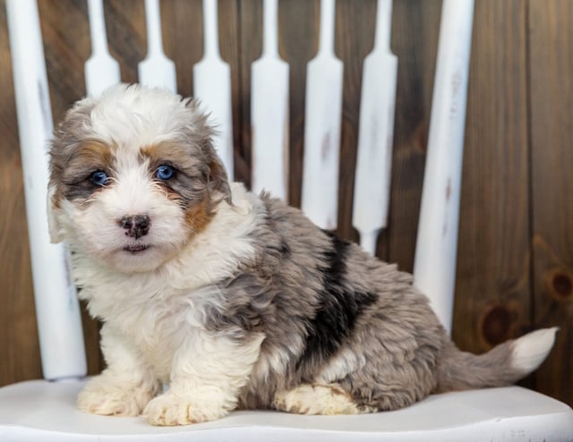 Venus is an F1 Bernedoodle that should have  and is currently living in Iowa 