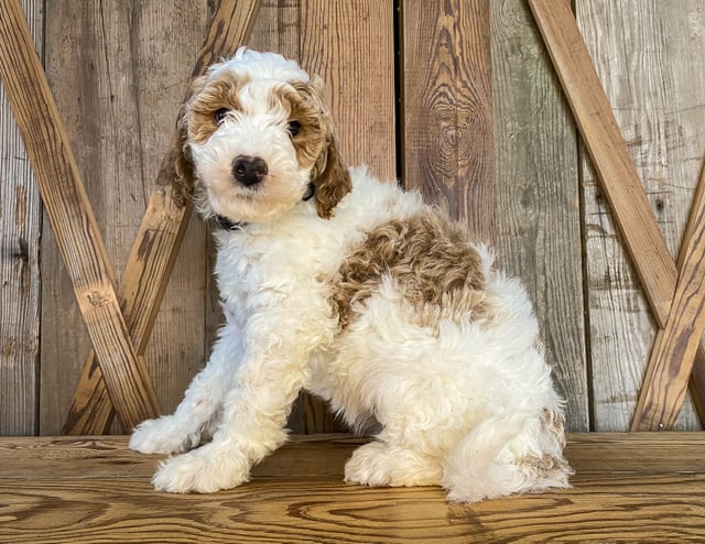 Mya is an F1BB Goldendoodle that should have  and is currently living in New York