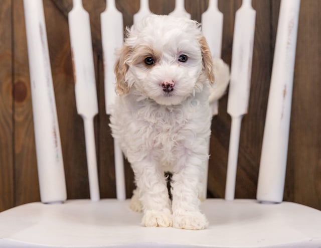 Warren came from Gabby and Stanley's litter of F1B Sheepadoodles