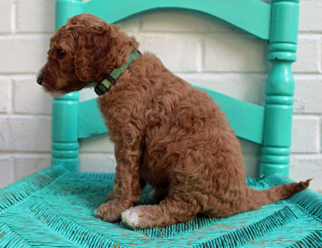 Marcel came from Hadley and Scout's litter of F1BB Irish Doodles