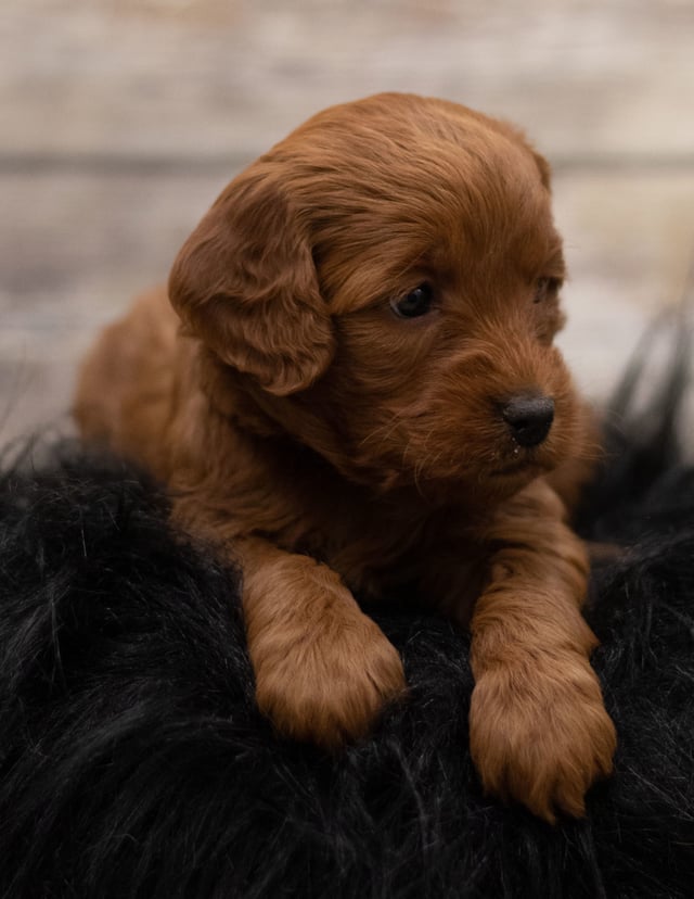 Hana is an F1 Goldendoodle for sale in Iowa.