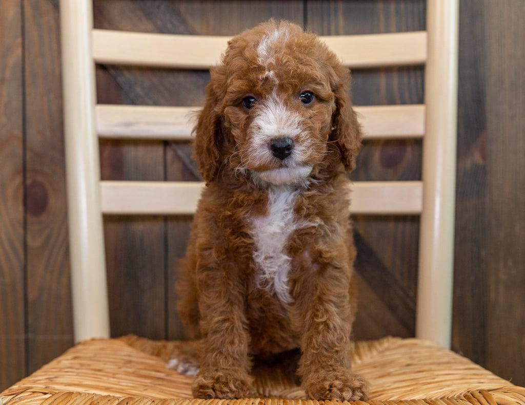 Oakely came from LuLu and Milo's litter of F1B Goldendoodles