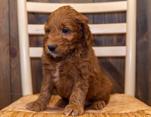 Hank came from Aspen and Reggie's litter of F1 Goldendoodles