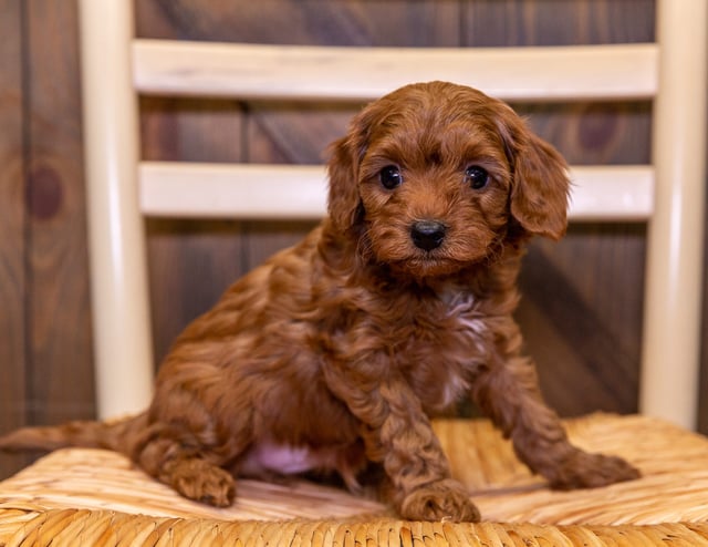 A picture of a Edwin, one of our Petite Cavapoos puppies that went to their home in Iowa