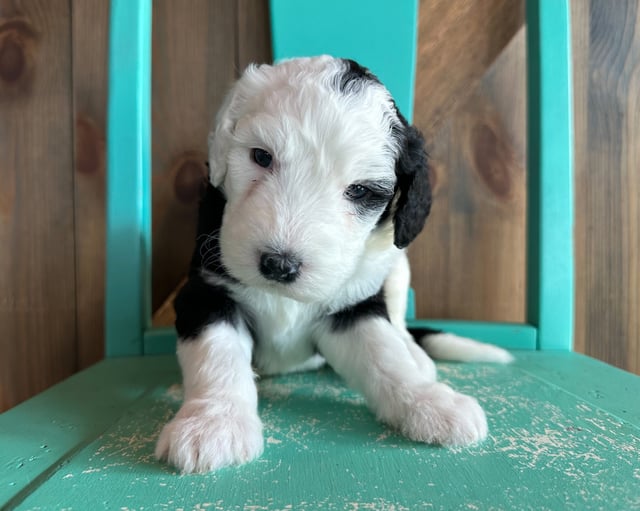 A picture of a Karen, one of our Standard Sheepadoodles puppies that went to their home in Nebraska 