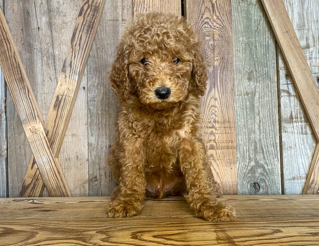 A picture of a Mickey, one of our Mini Goldendoodles puppies that went to their home in Kansas