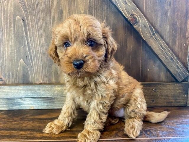 This litter of Goldendoodles are of the F1BB generation.