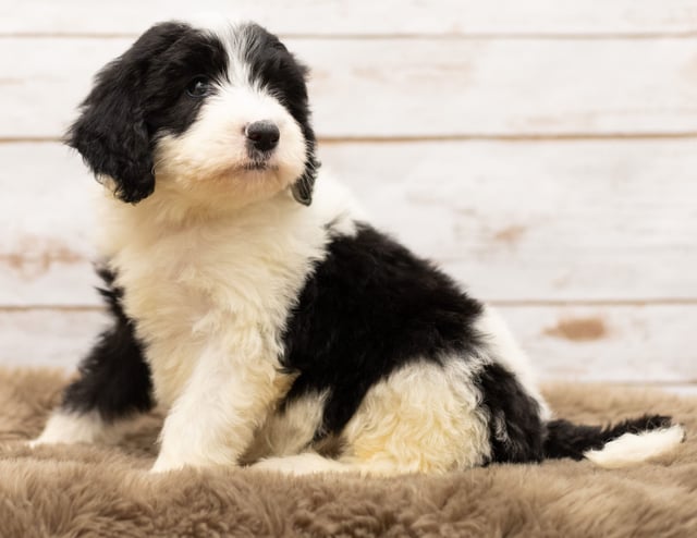 Mel is an F1 Sheepadoodle for sale in Iowa.