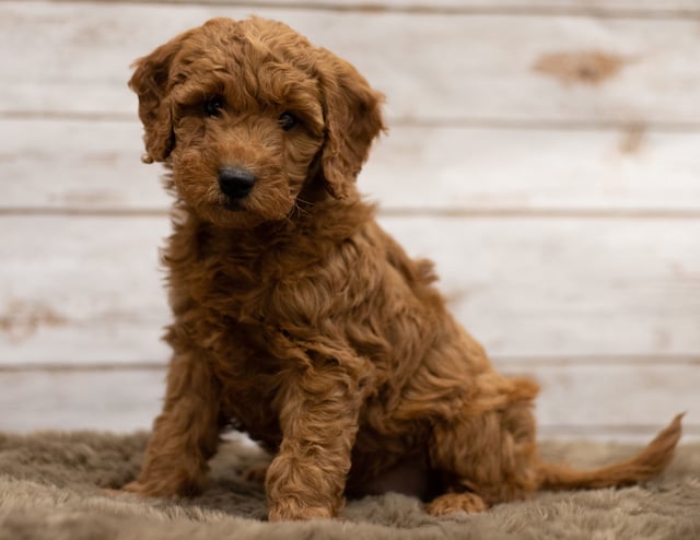 A picture of a Hady, one of our Mini Goldendoodles puppies that went to their home in Iowa