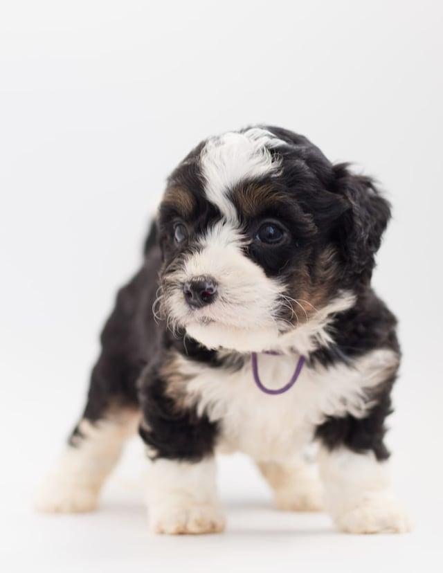 A picture of a Bibi, a gorgeous  Bernedoodles for sale