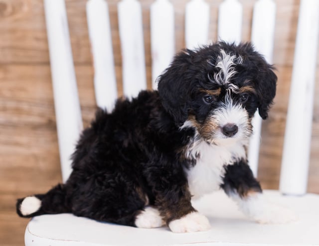 A picture of a Zowie, one of our Mini Bernedoodles puppies that went to their home in California