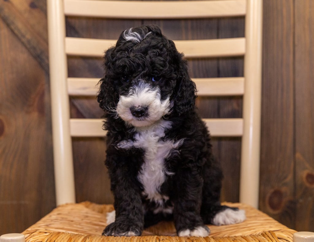 Gidget came from Gabby and Leo's litter of F1B Sheepadoodles