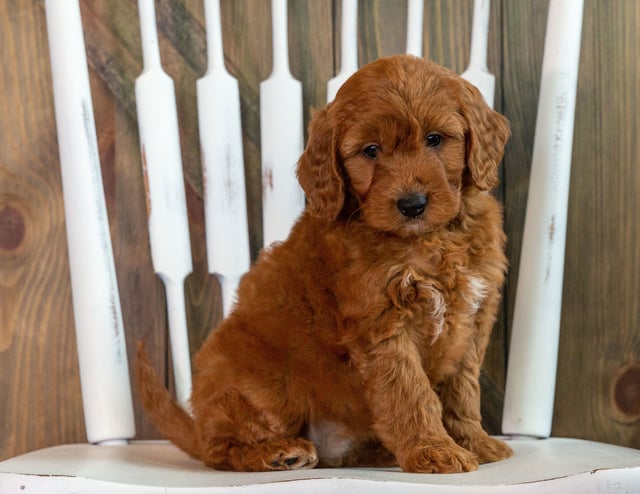 A picture of a Karen, one of our Mini Goldendoodles puppies that went to their home in Minnesota