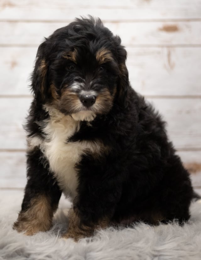 Another great picture of Iggy, a Bernedoodles puppy
