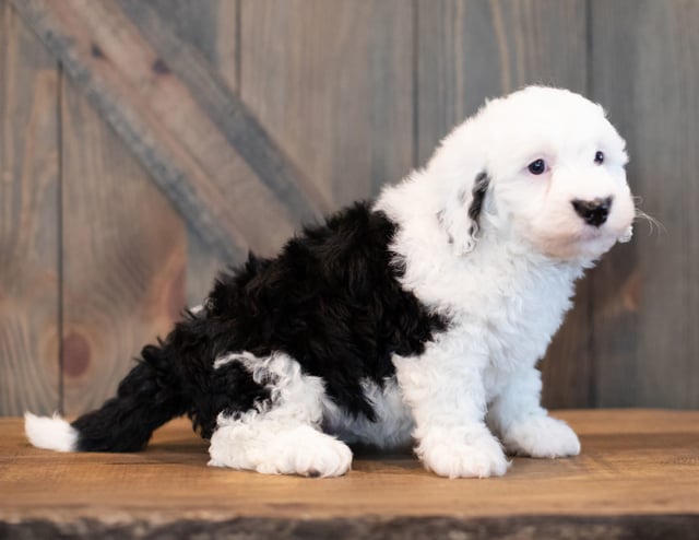 Unger is an F1 Sheepadoodle that should have  and is currently living in California