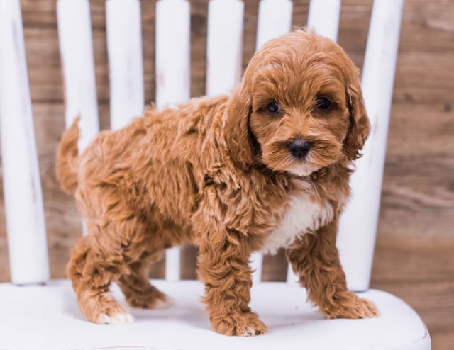 Tess is an F1 Irish Doodle that should have  and is currently living in Wisconsin 