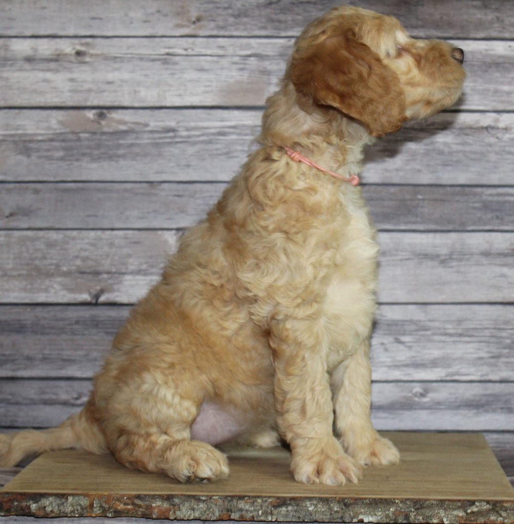 Milly came from Tatum and Murphy's litter of F2B Irish Goldendoodles