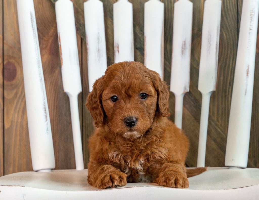 Goldendoodles bred in in United States by Poodles 2 Doodles