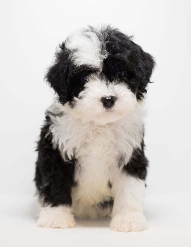 Grace is an F1 Sheepadoodle for sale in Iowa.