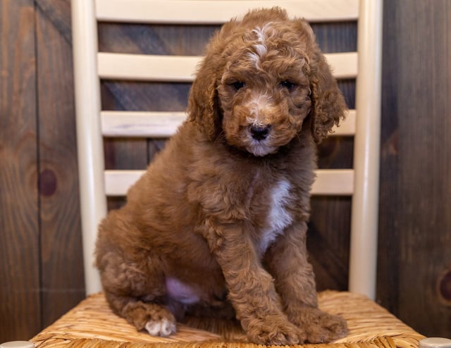 A picture of a Wesley, one of our Mini Goldendoodles puppies that went to their home in Texas