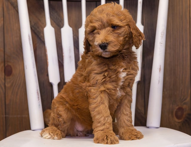 A picture of a Xavia, one of our Standard Goldendoodles puppies that went to their home in Florida