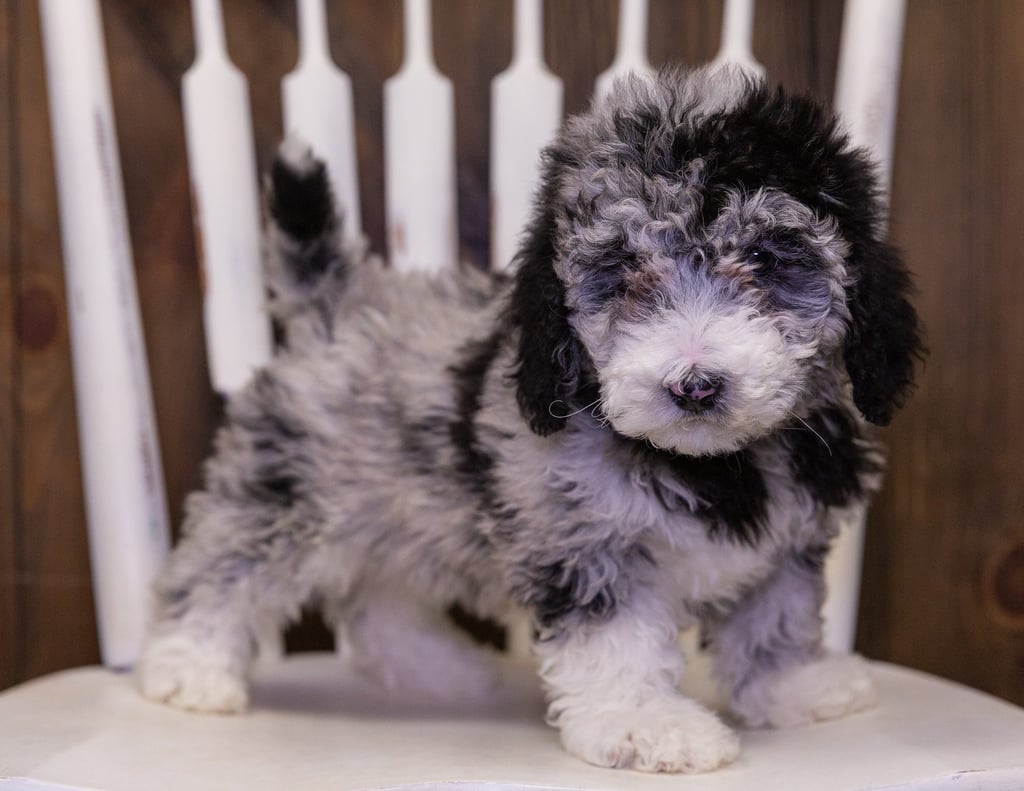 A picture of a Polly, one of our Mini Sheepadoodles puppies that went to their home in South Dakota