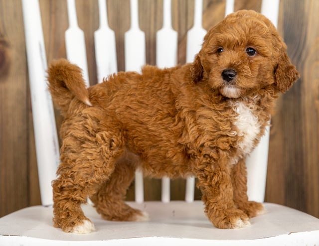 Polly is an F1B Goldendoodle that should have  and is currently living in Iowa