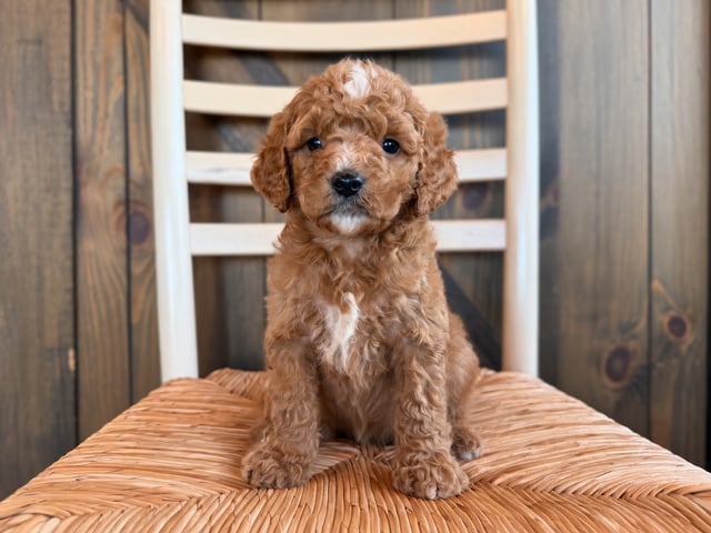 A picture of a Hazel, a gorgeous Standard Goldendoodles for sale