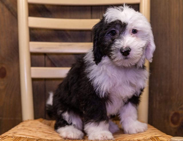 A picture of a Sophie, one of our Mini Sheepadoodles puppies that went to their home in Texas