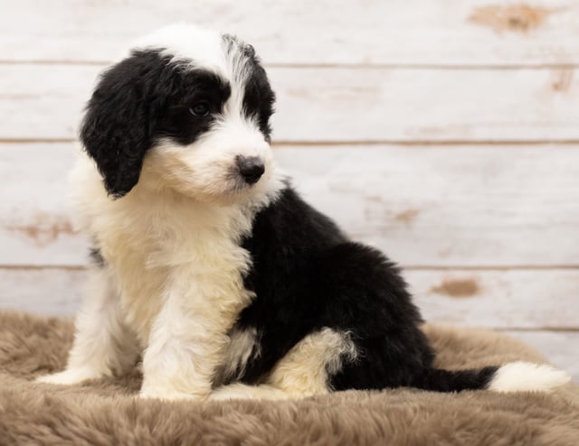 Moz is an F1 Sheepadoodle for sale in Iowa.