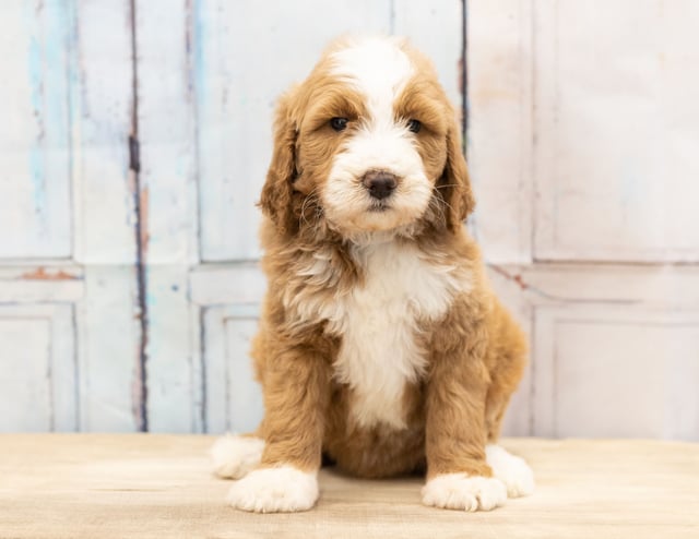 A picture of a Wara, one of our Mini Goldendoodles puppies that went to their home in Iowa